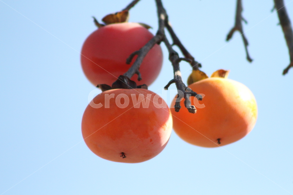 감,반시감,가을,홍시,persimmon,fruit,과일,열매,fruit