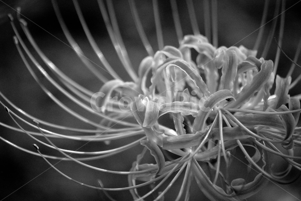 꽃무릇,상사화,꽃,붉은꽃,식물,식물,자연,plants,nature,꽃,flower,흑백,모노톤,monochrome,black and white