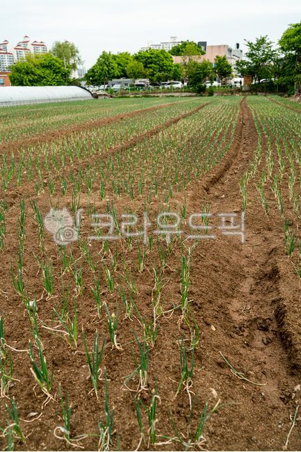 soil, 토양, field, 필드, outdoors, 사진,이미지,일러스트,캘리그라피 - goodlife1126작가