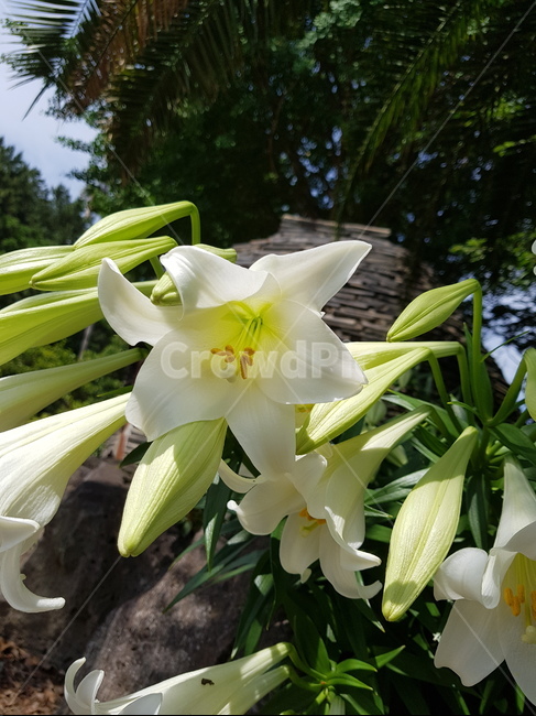 백합,lily,식물,plants,flower,자연,꽃