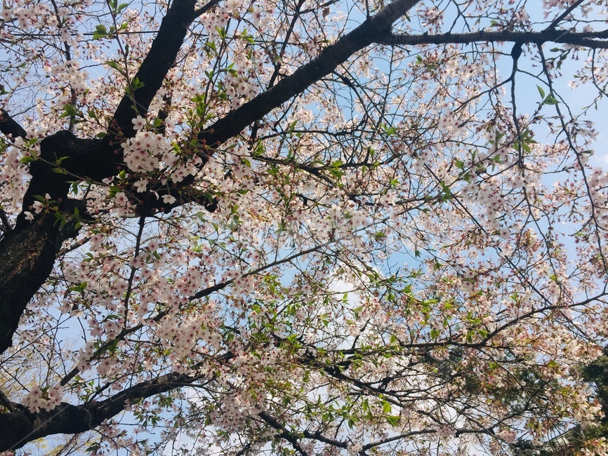 꽃,벛꽃,나무,식물,봄,자연,식물,자연,plants,nature,꽃,flower,나무,trees,wood