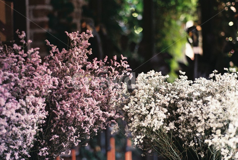 식물,꽃,나무,인테리어,감성,식물,자연,plants,nature,꽃,flower,감성,sensible,feeling
