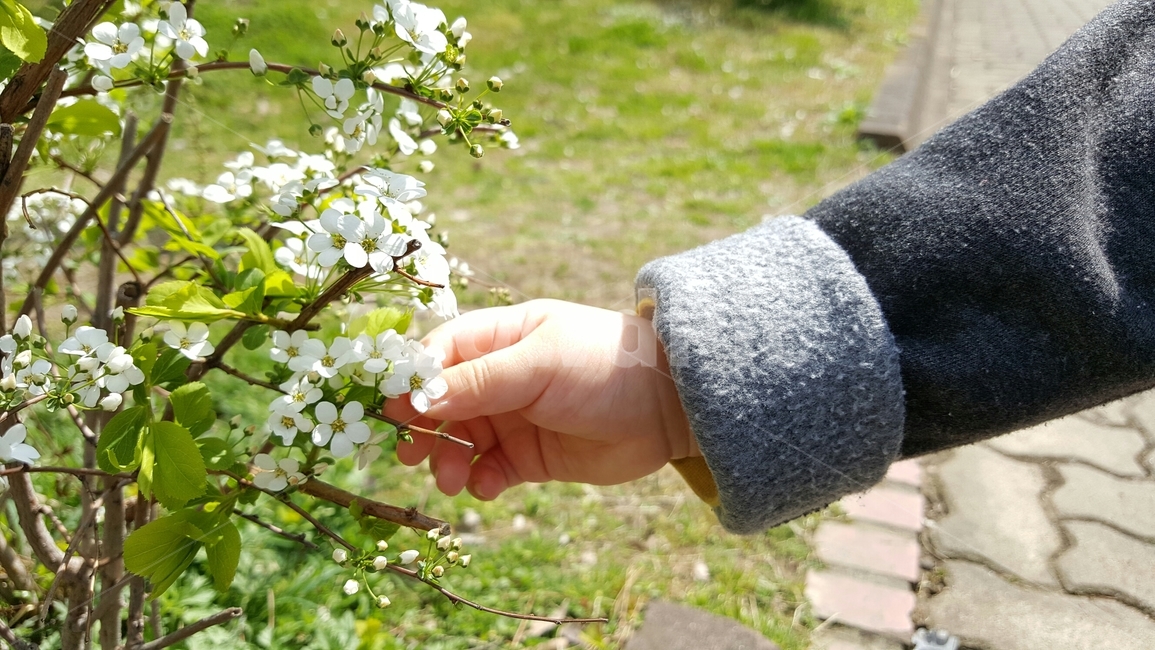 아기손,꽃,아이,딸,가족,식물,자연,plants,nature,꽃,flower