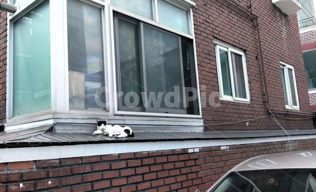 길고양이,지붕,낮잠,cat,sleep