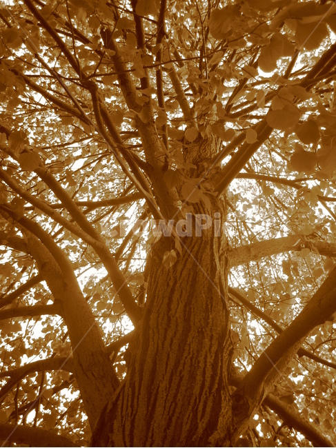 나무,tree,식물,plant,잎,나무,trees,wood