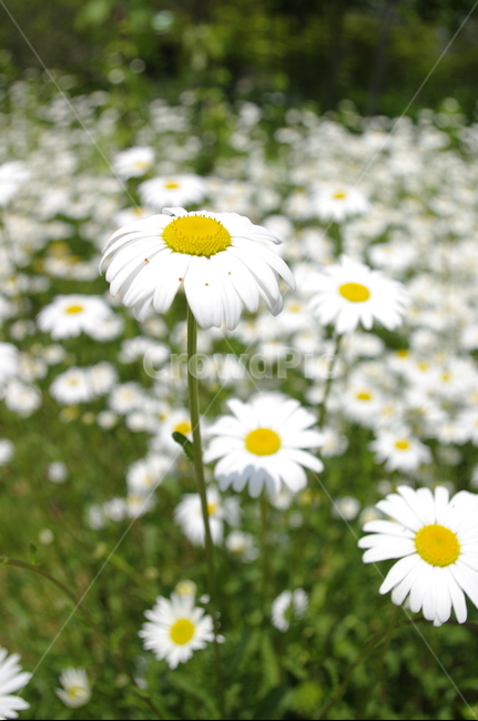 꽃,flower,식물,plant,계절,봄,spring,식물,자연,plants,nature,꽃,flower
