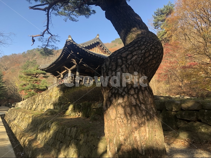 한국,나무,자연,정자,natural,가을,문경,가을,계절,fall,autumn,season,자연,풍경,nature,landscape,한국자연풍경,한국자연경관,korea nature landscape,한국전통,한국문화,korean traditional,korean culture,tree,plant,식물