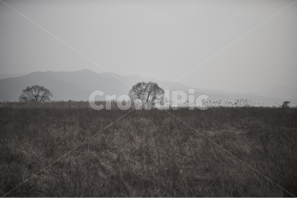 지평선,나무,홀로나무,먼산,기다림,외로움,바람,흔적,자연,풍경,nature,landscape,흑백,모노톤,monochrome,black and white,outdoors,옥외,grassland,목초지,field,들