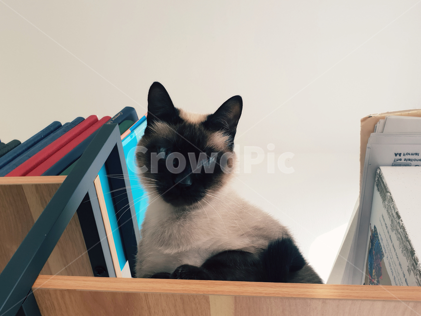 고양이,샴,식빵,집사,고양이낮잠,동물,animal,포유류,mammal,고양이,cat,kitten,kitty