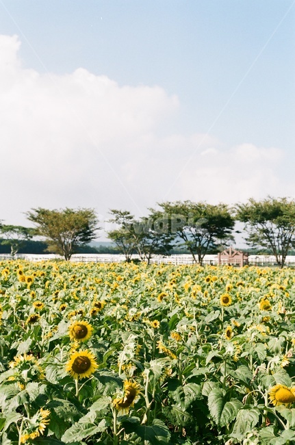 제주,해바라기,여름꽃,노란색,하늘,자연,풍경,nature,landscape,plant,식물,flower,꽃,blossom,sunflower