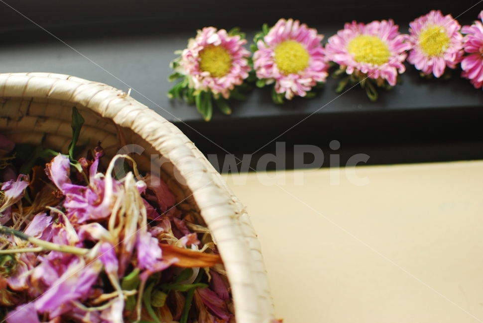 예쁜,예쁜사진,꽃,FLOWER,SUMMER,여름,과꽃,감성사진,드라이플라워,꽃말리기,핑크,사랑스러움,사랑스러운,여성스러운,소녀,행복,건강,기쁨,PHOTO,LOVE,PINK,GIRL,HAPPY,식물,자연,plants,nature,꽃,flower,연출,컨셉,콘셉,direction,concept