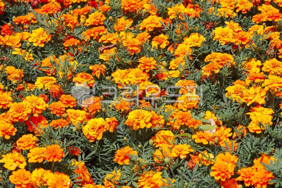 마리골드,메리골드,marigold,꽃,마리골드꽃,메리골드꽃,천수국,꽃밭,금잔화,식물