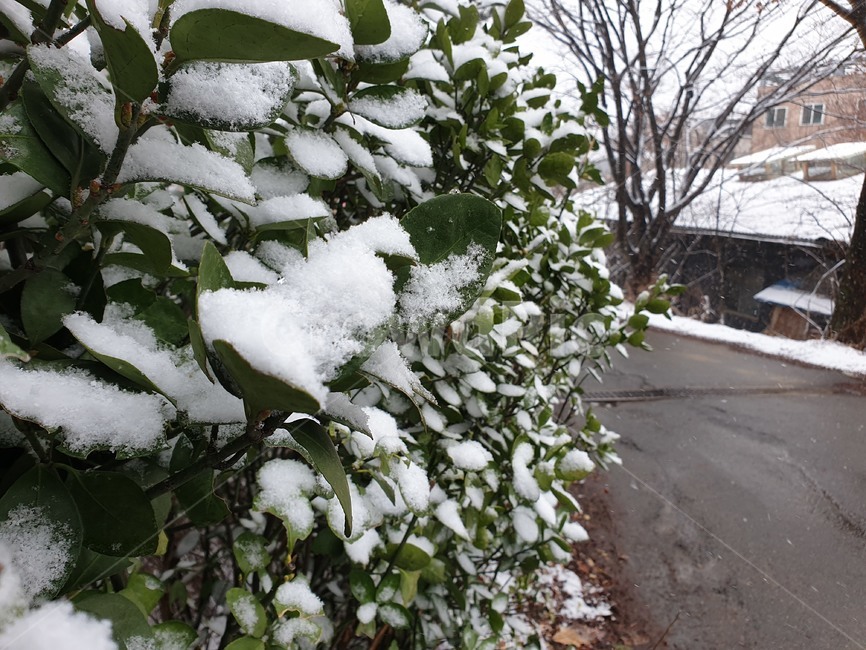 스노우,눈,화이트,흰눈,잎,하얀눈,빙,서리,얼음,winter,ice,frost,frozen,white