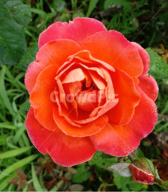 장미,장미꽃,플라워,식물,flower,로즈