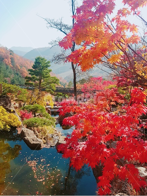 단풍,maple,가을,연못,빨강,가을,계절,fall,autumn,season,leaf,잎,plant,식물,tree,나무