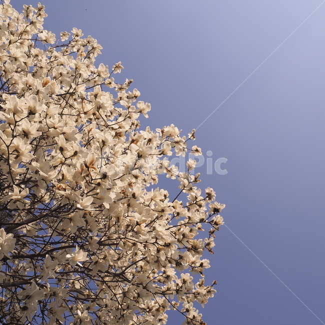 식물,plant,목련,하얀꽃,목련꽃,봄,봄,계절,spring,season