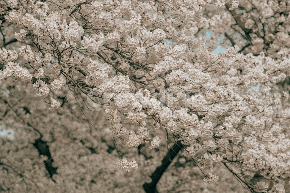봄,꽃,벚꽃,식물,자연,spring,flower,cherryblossom,plant,nature,봄,계절,spring,season,자연,풍경,nature,landscape,감성,sensible,feeling,cherry blossom,blossom