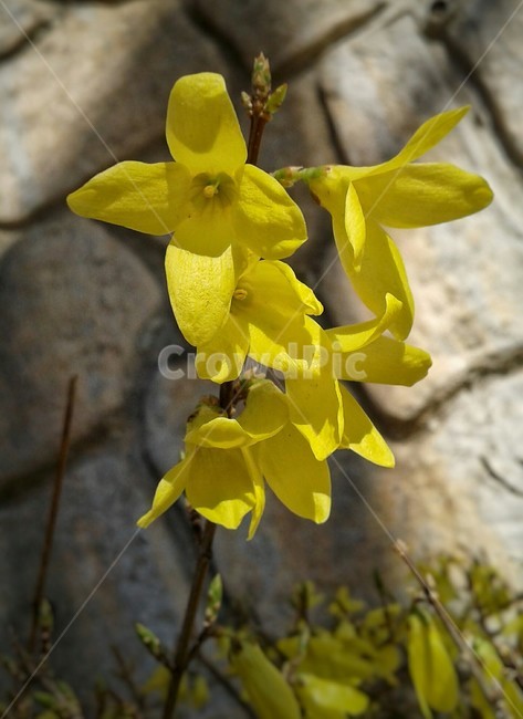 plant,식물,flower,꽃,blossom,개나리,노란색,봄,spring,goldenbell,yellow