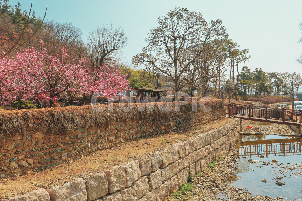 봄,spring,매화,홍매화,매화꽃,매화나무,plum,blossom,핑크,pink,flower,개울,brook,도랑,ditch