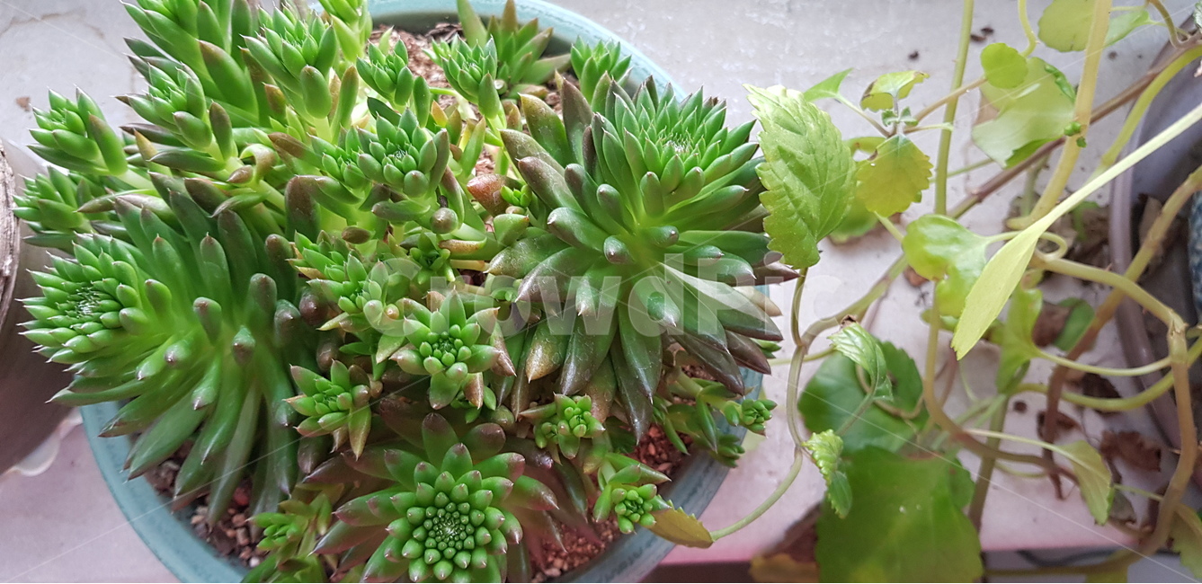 다육이,식물,자연,초록,화분,식물,자연,plants,nature,실내용화초,화분,화초,house plant