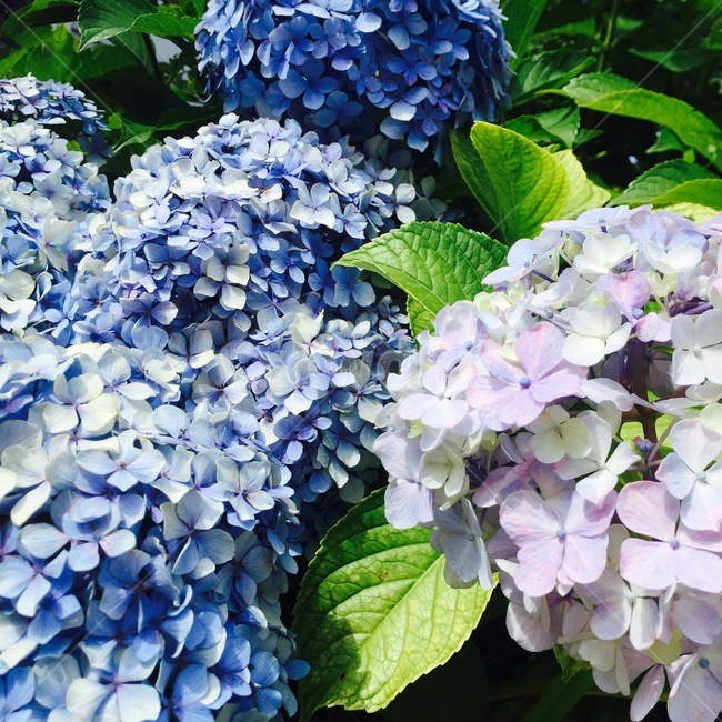 수국,파란수국,꽃,파란꽃,flower,leaf,bigleafhydrangea