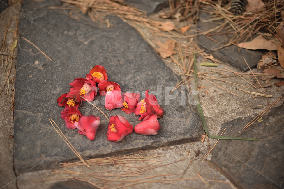동백,동백꽃,꽃,하트,camelliaflower,꽃,flower