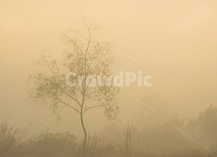 나무,안개,여명,새벽,식물,풍경,자연,자연,풍경,nature,landscape,weather,날씨,outdoors,옥외