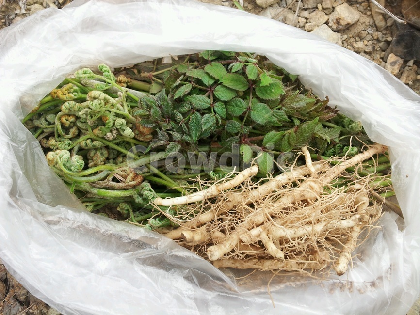 봄나물,나물,둥글레,고사리,나물캐기,식물,자연,plants,nature