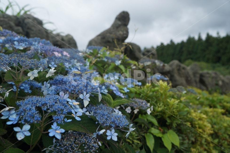 수국,수국더미,푸른수국,제주도,길가,식물,자연,plants,nature,꽃,flower