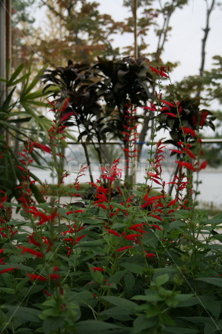 꽃,허브,온실,식물,plant,식물,자연,plants,nature,꽃,flower