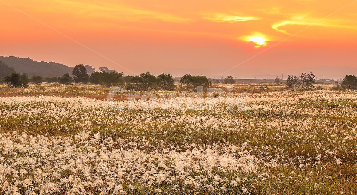 일몰,sunset,갈대밭,들판,field,들,outdoors,자연,nature,옥외,가을,계절,fall,autumn,season,자연,풍경,nature,landscape