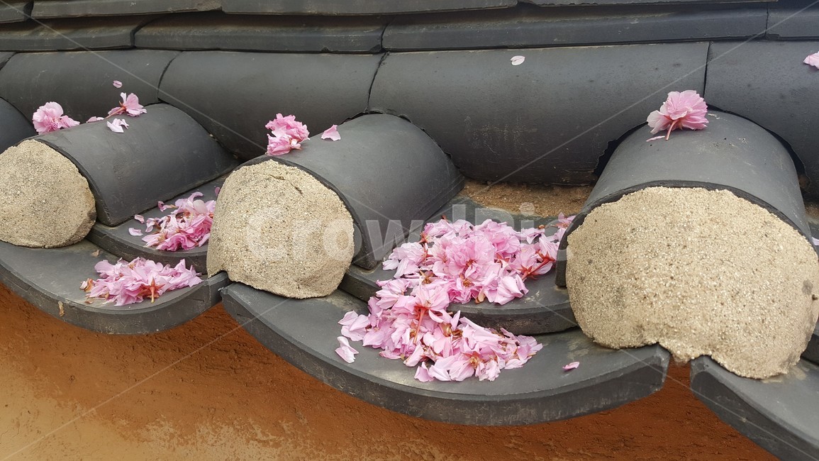 벚꽃,기와,겹벚꽃,봄,꽃잎,꽃송이,spring,flower,cherryblossom,봄,계절,spring,season