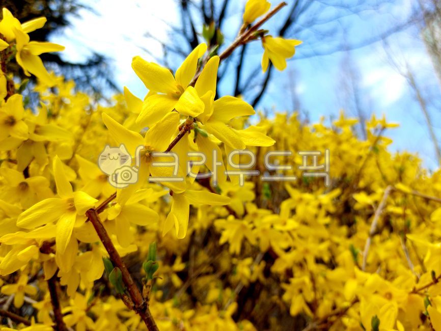 개나리,봄꽃,꽃,flower,식물,개나리꽃,개나리나무,봄나무,야생화,봄,spring,식물,자연,plants,nature