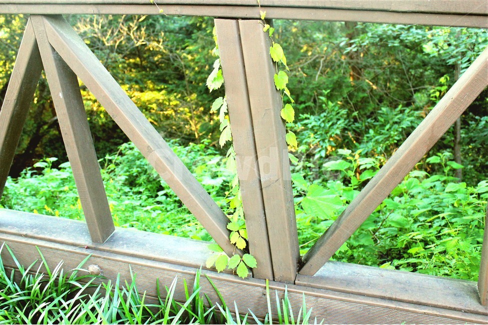 풀,산책로,산책,아웃도어,pool,trail,walk,outdoor,식물,자연,plants,nature