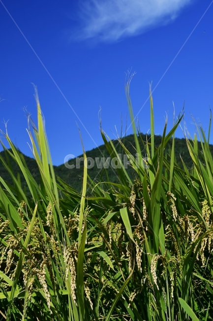 벼,쌀나무,논,시골풍경,grass,잔디,plant,식물,vegetation,초목