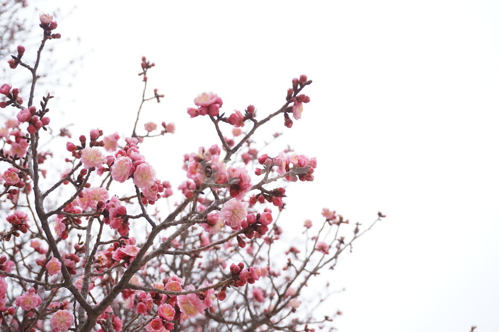 봄꽃,꽃,봄,한옥,매화,홍매화,성중매,홍설매,꽃나무,한국,전통,flower,spring,핑크,핫핑크,감성사진,매화꽃,근하신년,새해,새해인사,전통적인,봄,계절,spring,season,plant,식물