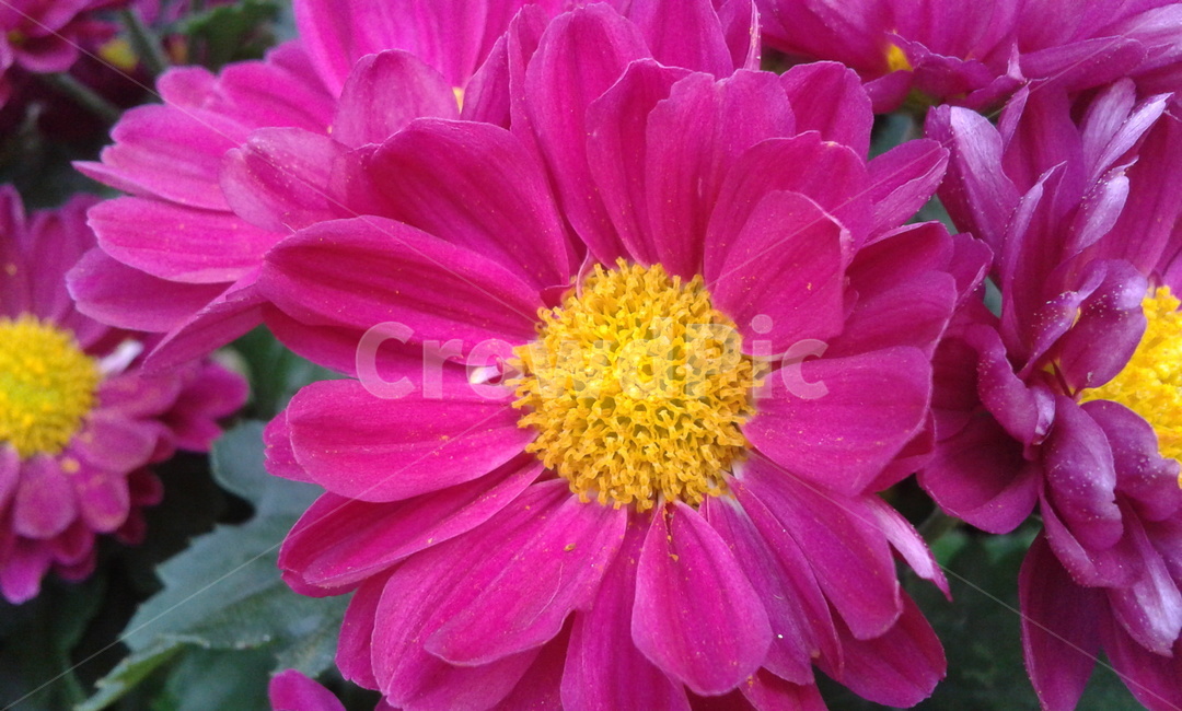 plant,식물,pollen,화분,핫핑크,식물,자연,plants,nature,꽃,flower