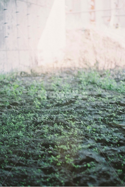 잔디,생명,풀,새싹,빛,식물,자연,plants,nature