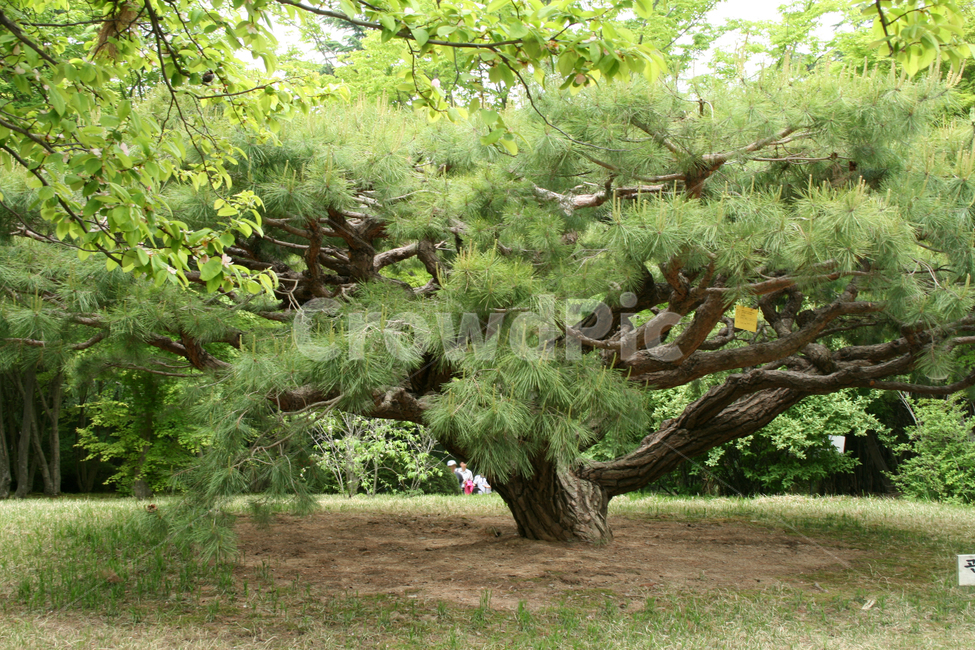 한국,경주,불국사,풍경,향나무,나무,식물,자연,plants,nature,나무,trees,wood