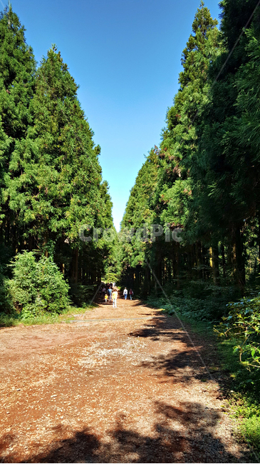 숲,나무,tree,자연,옥외,식물,plant