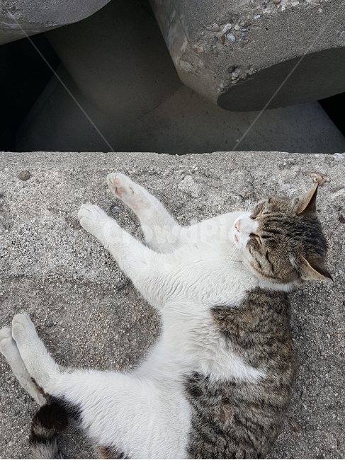 동물,animal,포유류,바다,고양이,cat