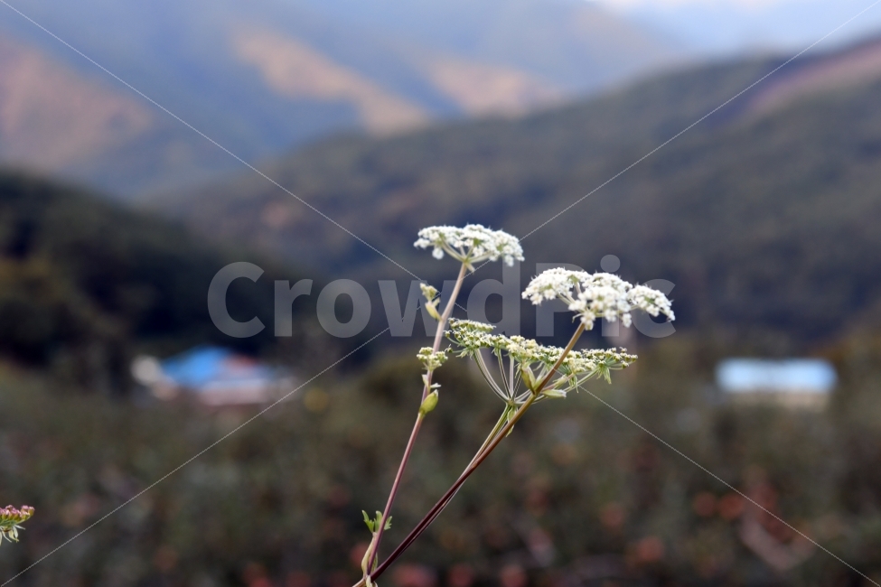 가을,야생화,뚜갈꽃,고운꽃,가을꽃,식물,자연,plants,nature,꽃,flower