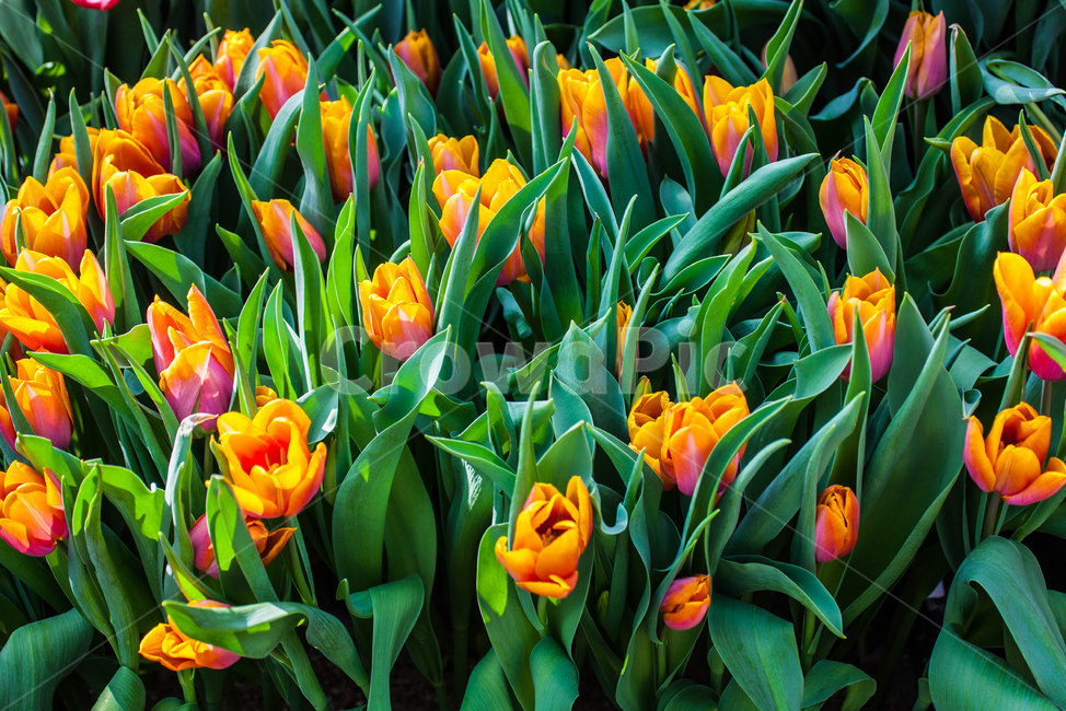 튤립,봄꽃,flower,tulip,구근,외떡잎식물,백합목,식물,자연,plants,nature,꽃,flower