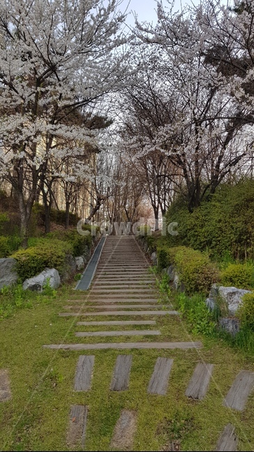 입구,자연,나무,벛꽃,초목