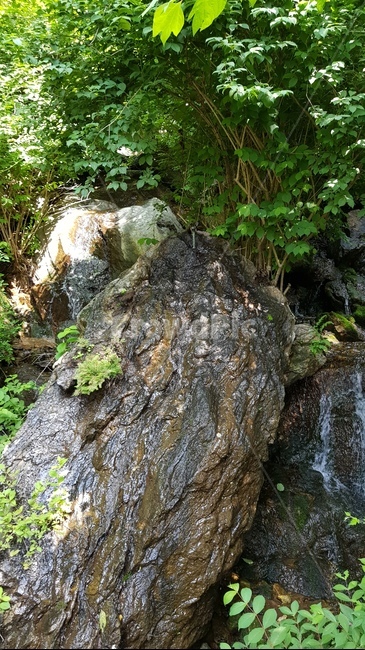 나무,숲,산책,바위,산책로,tree,식물,wood,forest,덤불숲,삼림지대,thicket,grove,woodland,walk,trail,오솔길,path