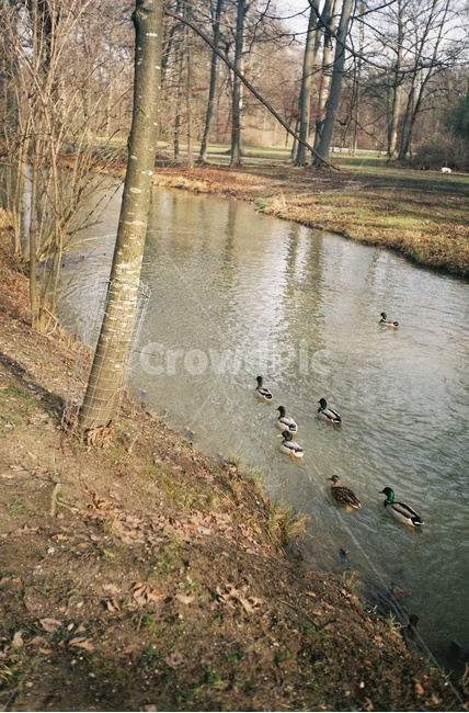 동물,새,outdoors,water,산속,오리,동물,animal,조류,새,birds