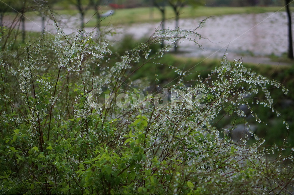 비,물방울,나무,조팝나무,흐림,봄,계절,spring,season,식물,자연,plants,nature,꽃,flower,비,비오는날,rain,rainy