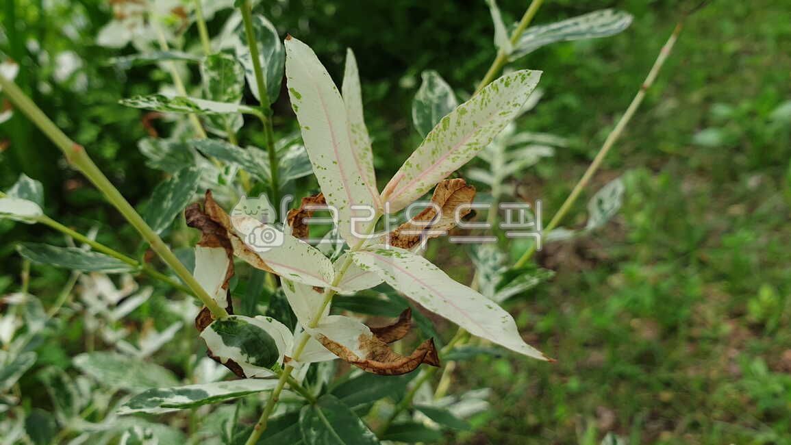 개키버들,무늬개키버들,삼색버드나무,버드나무,여름,salixintegra,밝은,summer,summertime,summerseason,light,brilliant,자연,natural,nature,purity,식물,vegetation,plants,촉촉한,촉촉하다,moist,slightlywet,wet,산뜻,산뜻한,산뜻하다,fresh,refreshing,화사하다,아련하다,고결하다,아름답다,bright,gorgeous,sentimental,noble,lofty,beautiful,소박하다,simple,잎,잎사귀,leaf,leaves,foliage,가지,낙엽수,무늬,pattern,design,deciduoustree,교목,talltree,foresttree,hightree,arbor,활엽수,broadleaftree,branch,sprig,bough,limb,twig