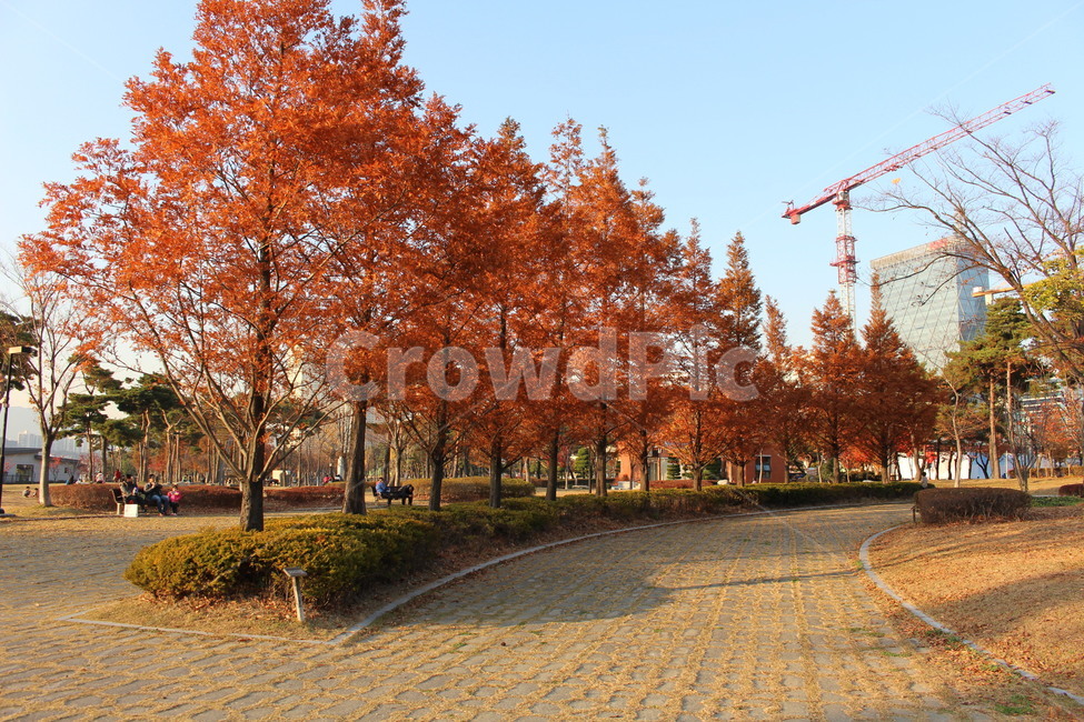 단풍,나무,park,산책길,도시공원