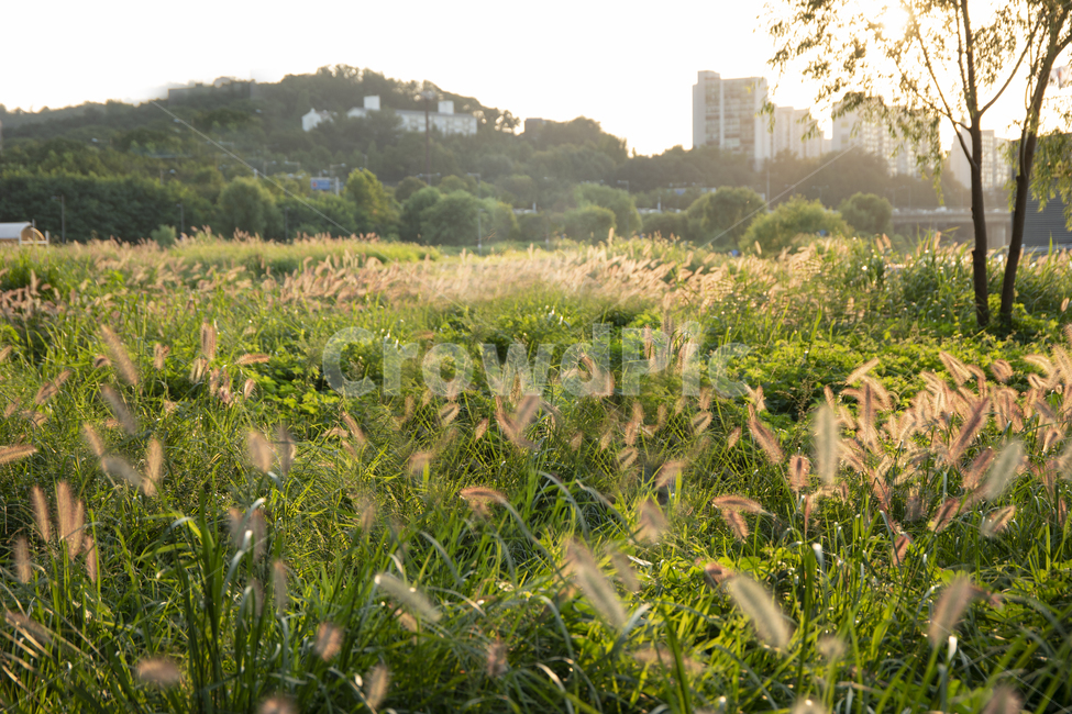 풍경,갈대,억새풀,가을,자연,한강공원,이촌,nature,landscape,계절,fall,autumn,season,풀,바람,태양,해,햇빛,sun,sunshine,분위기,감성,감성사진,plant,plants,살랑살랑,여유,초록,식물,feeling,sensible,healing,힐링,배경,노을,sunrise,sunset,선셋,추억,갈대밭,메모리,memory,memories